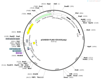 pCAGGS-FLAG-CD163-pig-