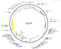 pCAG-VSVP