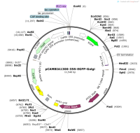 pCAMBIA1300-35S-EGFP-Golgi