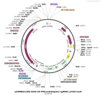 pCAMBIA1300-AtU6-26-FPA-arabidopsis--sgRNA1-pYAO-Cas9