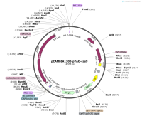 pCAMBIA1300-pYAO-cas9
