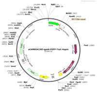 pCAMBIA1303-gpdA-EGFP-TrpC-Hygro