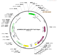 pCAMBIA1303-gpdA-GFP-TrpC-Hygro