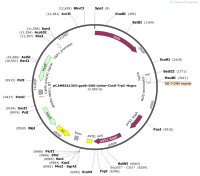 pCAMBIA1303-gpdA-GUS-Linker-CtnD-TrpC-Hygro