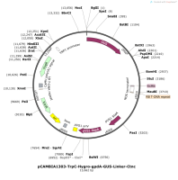 pCAMBIA1303-TrpC-Hygro-gpdA-GUS-Linker-Ctnc