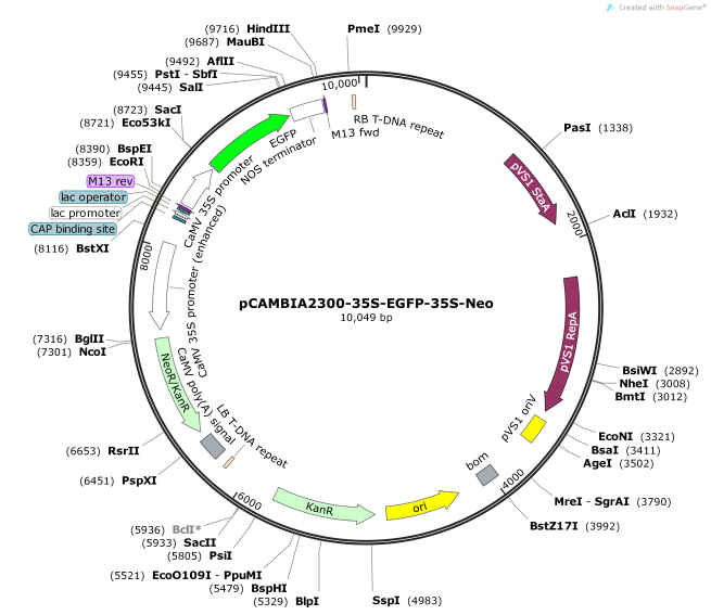 pCAMBIA2300-35S-EGFP-35S-Neo