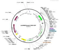 pCAMBIAsuper1300-GFP