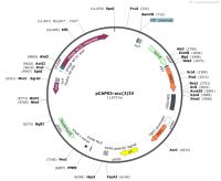 pCAP03-acc-3-IV