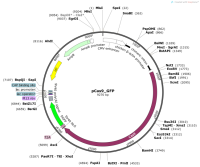 pCas9_GFP
