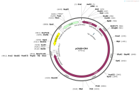 pCAS9-CR4