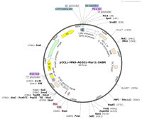 pCCLc-MND-A0201-Mart1-SABR