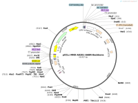 pCCLc-MND-A0201-SABR-Backbone