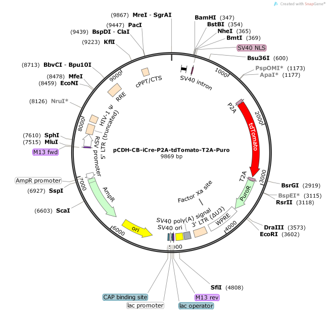 pCDH-CB-iCre-P2A-tdTomato-T2A-Puro