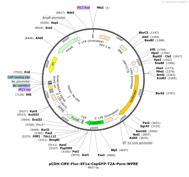 pCDH-CMV-Fluc-EF1a-CopGFP-T2A-Puro-WPRE