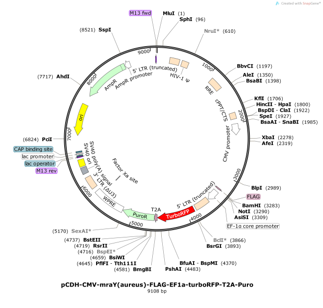 pCDH-CMV-mraY-aureus--FLAG-EF1a-turboRFP-T2A-Puro
