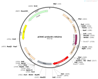 pCHAC-prolactin-mKeima