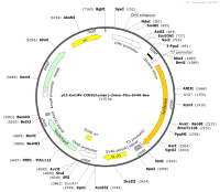 pCI-EnCMV-CDK9-human--Linker-Fluc-SV40-Neo