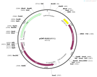 pCMT-FLP-低拷贝-