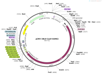 pCMV-2NLS-Cas9-6XMS2
