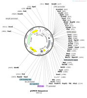pCMV5-Sequence