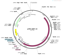 pCMV-ABE7.10