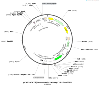 pCMV-ADCY5-humanized--2×StrepII-P10-mEGFP