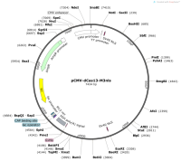 pCMV-dCas13-M3nls