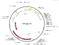 pCMV-dR8.2dvpr