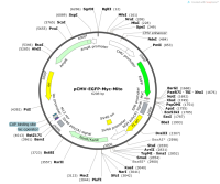 pCMV-EGFP-Myc-Mito