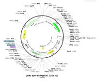 pCMV-EGFP-NSP7-BVDV-1--HA-Neo