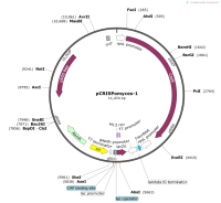 pCRISPomyces-1