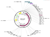 pCS2-Cas9