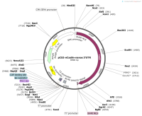pCS2-nCas9n-nanos3’UTR