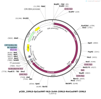 pCSD_2XNLS-SpCas9WT-NLS-3xHA-2XNLS-NmCas9WT-2XNLS