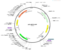 pCU-MET3-GFP