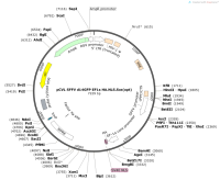 pCVLSFFVd14GFPEF1sHA.NLS.Sce-opt-