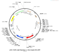 pCVLTrafficLightReporter1.1-Scetarget-Ef1aBFP