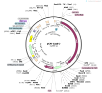 pCW-Cas9②