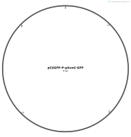 pCXGFP-P-pXcmI-GFP