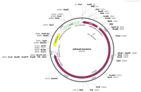 pdCas9-bacteria