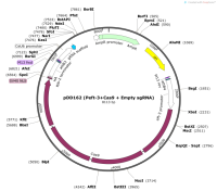 pDD162-Peft-3Cas9-EmptysgRNA-