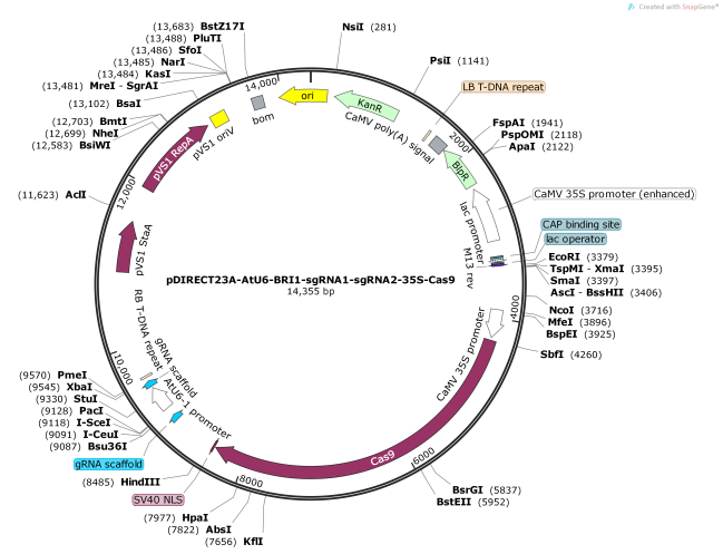 pDIRECT23A-AtU6-BRI1-sgRNA1-sgRNA2-35S-Cas9