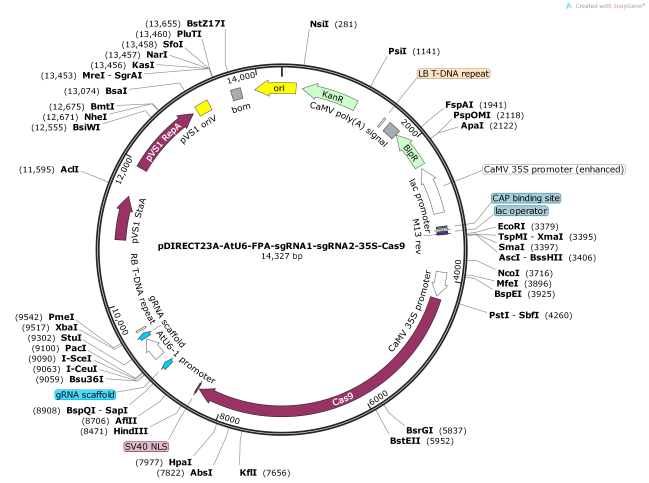 pDIRECT23A-AtU6-FPA-sgRNA1-sgRNA2-35S-Cas9