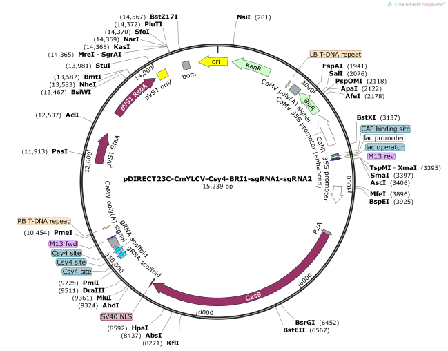 pDIRECT23C-CmYLCV-Csy4-BRI1-sgRNA1-sgRNA2
