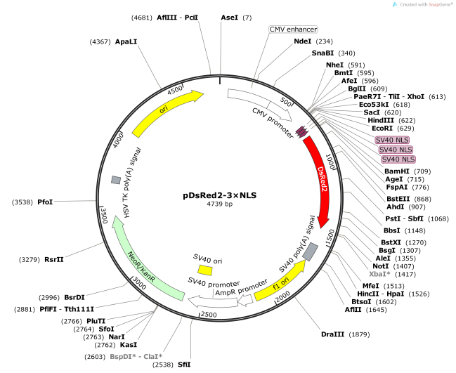 pDsRed2-3×NLS