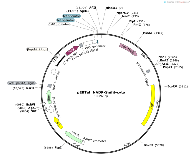 pEBTet_NADP-Snifit-cyto