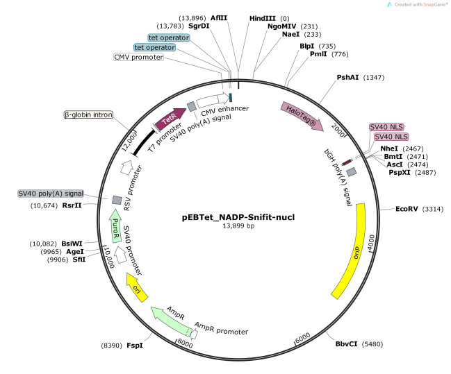 pEBTet_NADP-Snifit-nucl