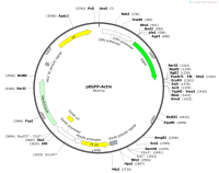 pEGFP-Actin