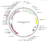 pET15b-Halo-TB-10×Glu