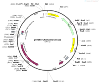 pET26b-CALB-antarcticus-